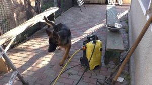 Живчик ДЭН. Щенок Немецкой овчарки 5 мес. Puppy German Shepherd 5 months.