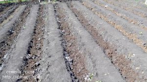 Преимущества выращивания  лука китайским способо