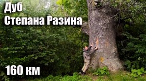 Дуб степана разина анонс