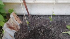 Очаровательная незнакомка - КАЛИСТЕГИЯ !