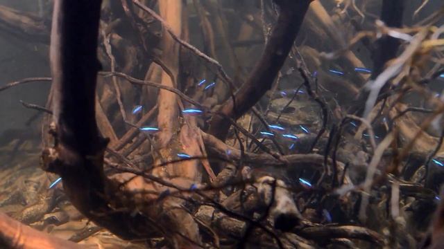 Родостомус. Красноносая тетра. Содержание в аквариуме смотреть онлайн