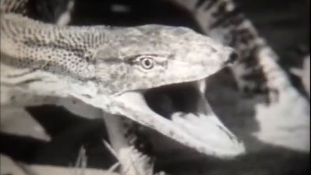 Ящерицы (из серии "Пресмыкающиеся")