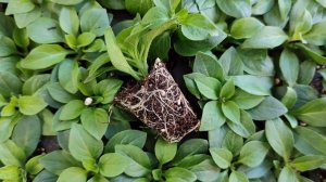 Черенкование петунии. Подкормки.