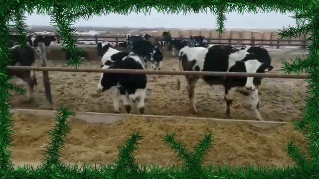 Новогоднее поздравление для жителей Марксовского района от сотрудников библиотеки (МУК "ММЦБС") смотреть онлайн