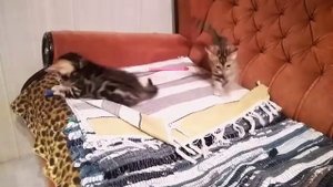Бенгальские коты