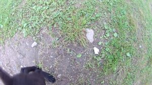 МЕТИС КАНЕ-КОРСО И НЕМЕЦКОЙ ОВЧАРКИ - АЛАН