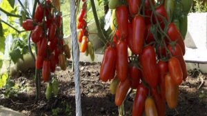 6 лучших сортов томатов для открытого грунта 2022 г. Мой опыт