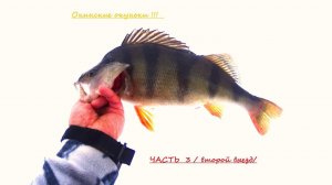 Окинские окуни, выезд второй. часть 3