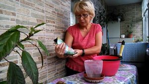 Как пересадить детку орхидеи