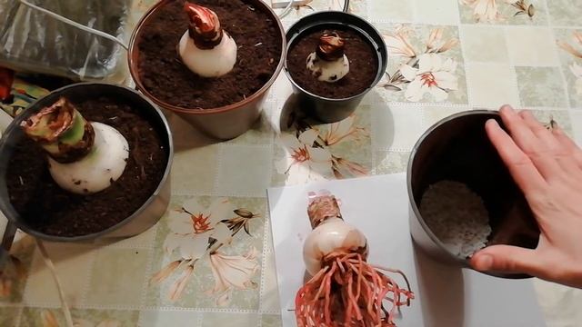 ГИППЕАСТРУМ ПОСАДКА. ТОНКОСТИ ПЕРЕСАДКИ ГИППЕАСТРУМА. КАК ПРАВИЛЬНО ВЫБРАТЬ ГОРШОК И ГРУНТ. смотреть онлайн