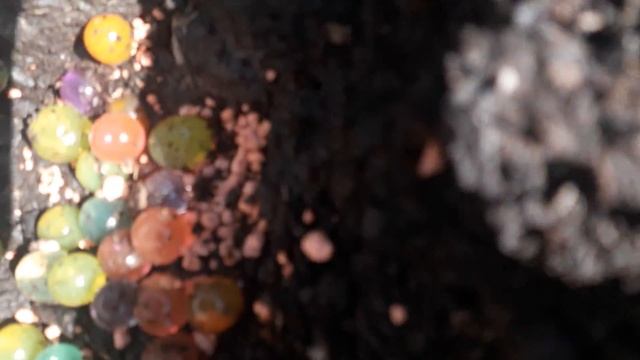 Калла Зантедескии - весенняя посадка для редких поливов и подкормок смотреть онлайн