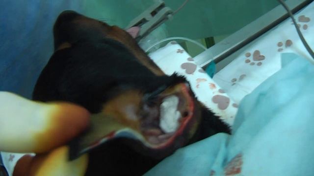 Купирование ушей часть 1 смотреть онлайн