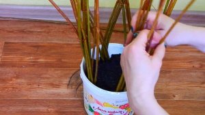 КАК СПЛЕСТИ ДЕРЕВО ИЗ ИВЫ??