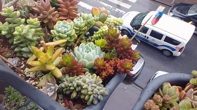 Bahar Güzelleri😍Çeliklerin Son Durumları/Pulvinata-Sukulent Aranjmanlarım#sukulentbakımı смотреть онлайн