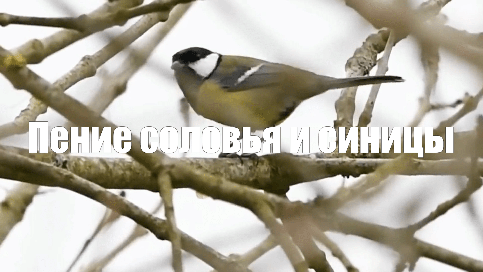 Sing sing nightingale. Скребицкий синица и Соловей Федотов. Трель соловья в кроссворде.