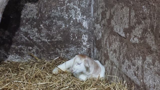 Черноголовый Дорпер с коричневой головой ? ??♂️ смотреть онлайн