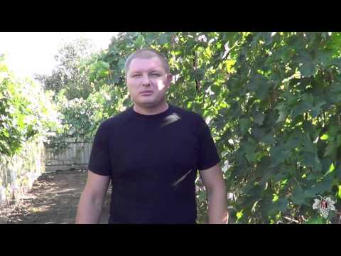 Осенние работы на винограднике. Подготовка виноградника к зиме