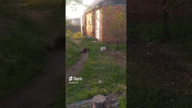 хулиганят #кошки #любовьмоя