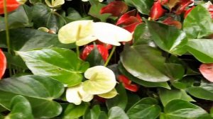 В цветочном магазине. В поисках нового цветущего растения