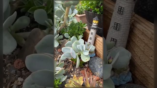 DIY SUCCULENTS GARDEN