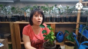 Выращивание цитрусовых дома. Подшивание дополнительных корней страдающему цитрусу.