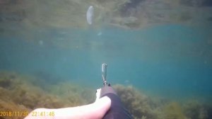 подводная охота на черном море косяк лобаня