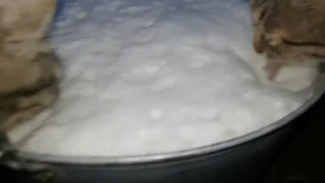 Пьют молоко прям с ведра. смотреть онлайн