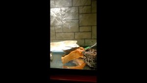 Зеленеет вода в аквариуме и как с этим бороться?