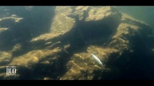 Lure Masterclass: Realis Jerkbait 85SP - How To