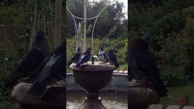 голуби купаются в фонтане в парке КФУ смотреть онлайн
