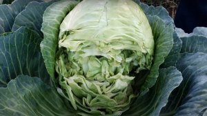 Когда убирать капусту