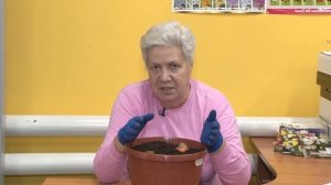 Голова садовая - Как получить семена моркови в домашних условиях