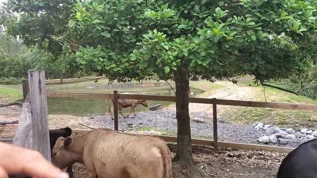 She did it by HERSELF! ~~ Dexter Cows смотреть онлайн