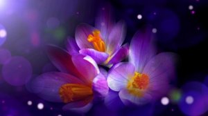 Футаж. Цветочный фон 20