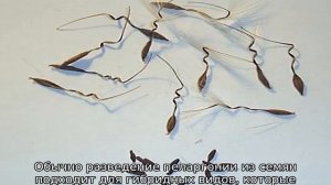 Пеларгония королевская: уход и размножение в домашних условиях