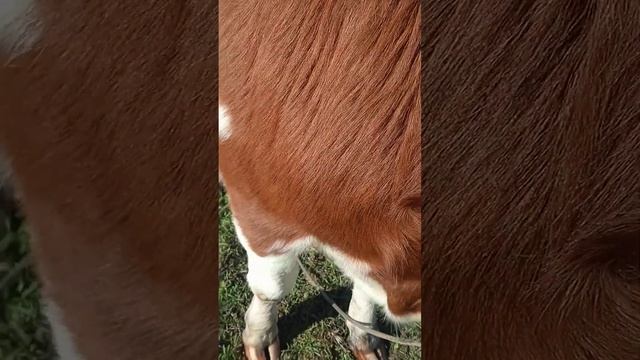 Чем кормить тёлочку на молочную коровку?Признаки у тёлки в будущем отличной молочной коровки смотреть онлайн