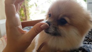 Померанский шпиц облизывает руку. Самая ласковая собака.