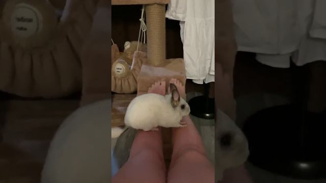 Chinchilla Plombirchik Ticklish 🤪 | очень щекотно бегает