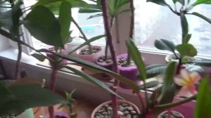 Выращивание и укоренение черенков Плюмерии.