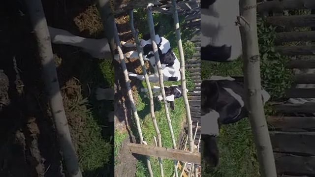 зделал новый загон для бычков первый раз на улице смотреть онлайн
