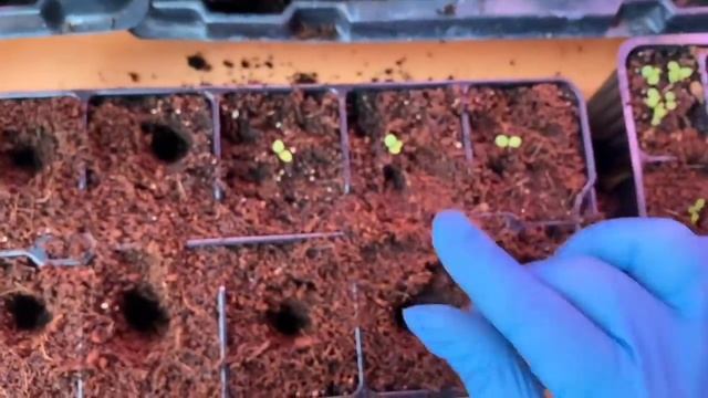 Петуния , пикировка ? что я купила в Леруа Мерлен. Что же воскресило мой цветок ⁉️ смотреть онлайн