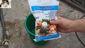 Обработка сада мочевиной осенью от болезней. Опрыскивание деревьев карбамидом