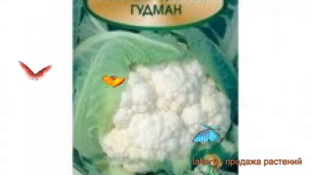 Капуста цветная Гудман (gudman gudman) ? капуста Гудман обзор: как сажать семена капусты Гудман смотреть онлайн