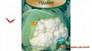 Капуста цветная Гудман (gudman gudman) ? капуста Гудман обзор: как сажать семена капусты Гудман