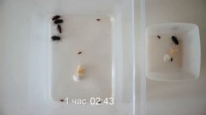 Как быстро Фас убил черных тараканов?