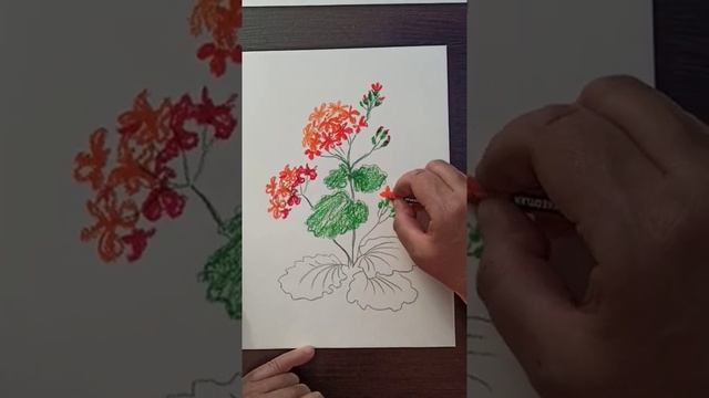 Как нарисовать цветок Герань масляной пастелью. смотреть онлайн