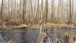 В ЭТОМ ручье, боковой кивок ЗАГИБАЕТ рыба! Рыбалка в мае, ловля язя