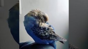 Волнистый попугай спит