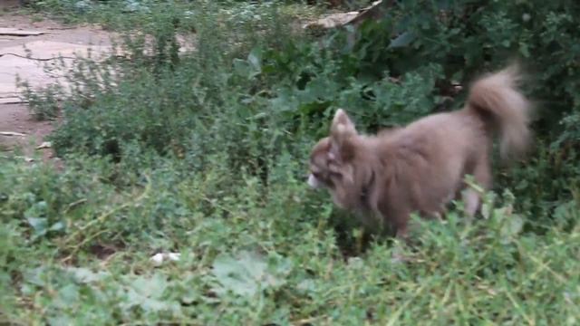 MVI 9935 чихуахуа весёлые ЧИловечки Из Глубины веков смотреть онлайн