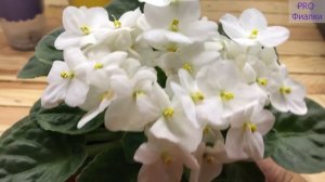 Как УХАЖИВАТЬ за фиалками ОСЕНЬЮ? 7 Важных правил которые должен знать каждый!